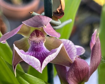 Orchid live Zygopetalum triste x Aganisia cyanea