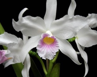 Laelia purpurata russeliana - bare root