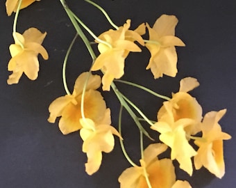 Orchid Dendrobium aggregatum - bare root
