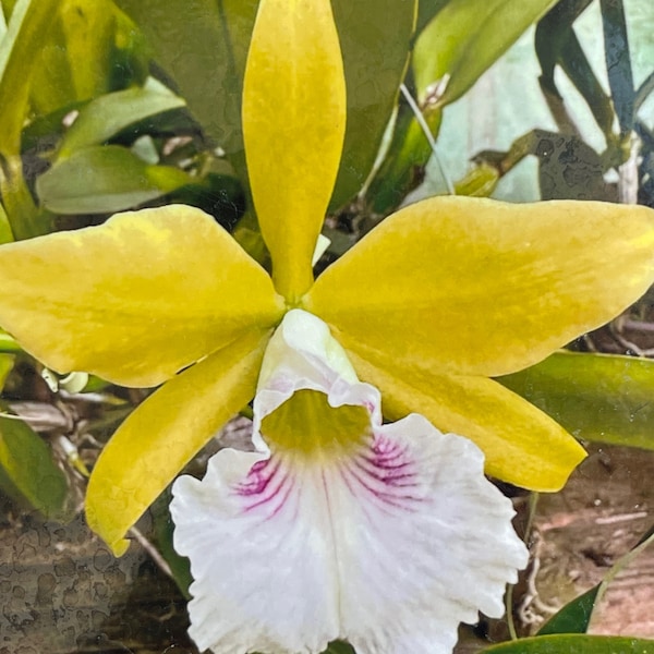 Orchid live Encyclia Mariea x Laelia tenebrosa - rare - imported