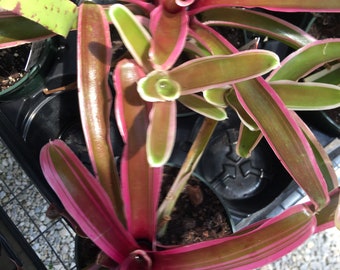 Bromeliad Neoregelia "Donger" - bare root