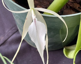 Orchid live rare Brassavola Yaki - bare root