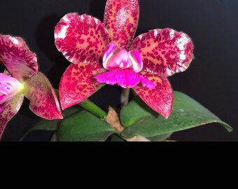 Orchid live Blc. Durigan x self - bare root