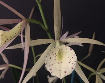 Orchid plant Bl. Yellow Bird (Bc. Richard Mueller x B. Nodosa) - potted 3” size