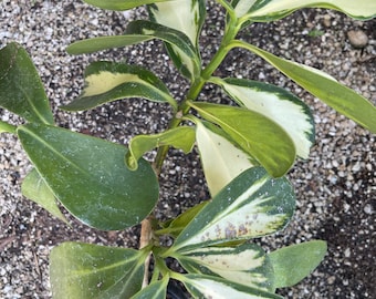 Live Clusia variegata -  Rooted - shipping bare root