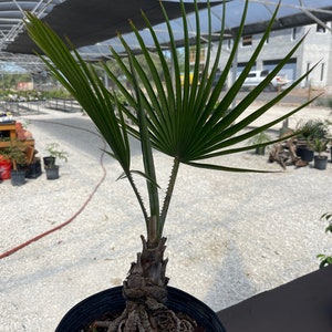 Palm tree Copernicia Ekmanii - 3 gallon - BARE ROOT