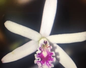 Orchid Laelia lundii