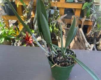 Orchid live Brassavola nodosa x Cattleya Mareeba - potted