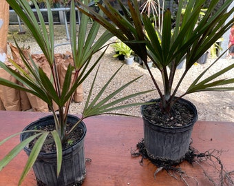 Palm live Red Latan - 3 gallon potted - BARE ROOT