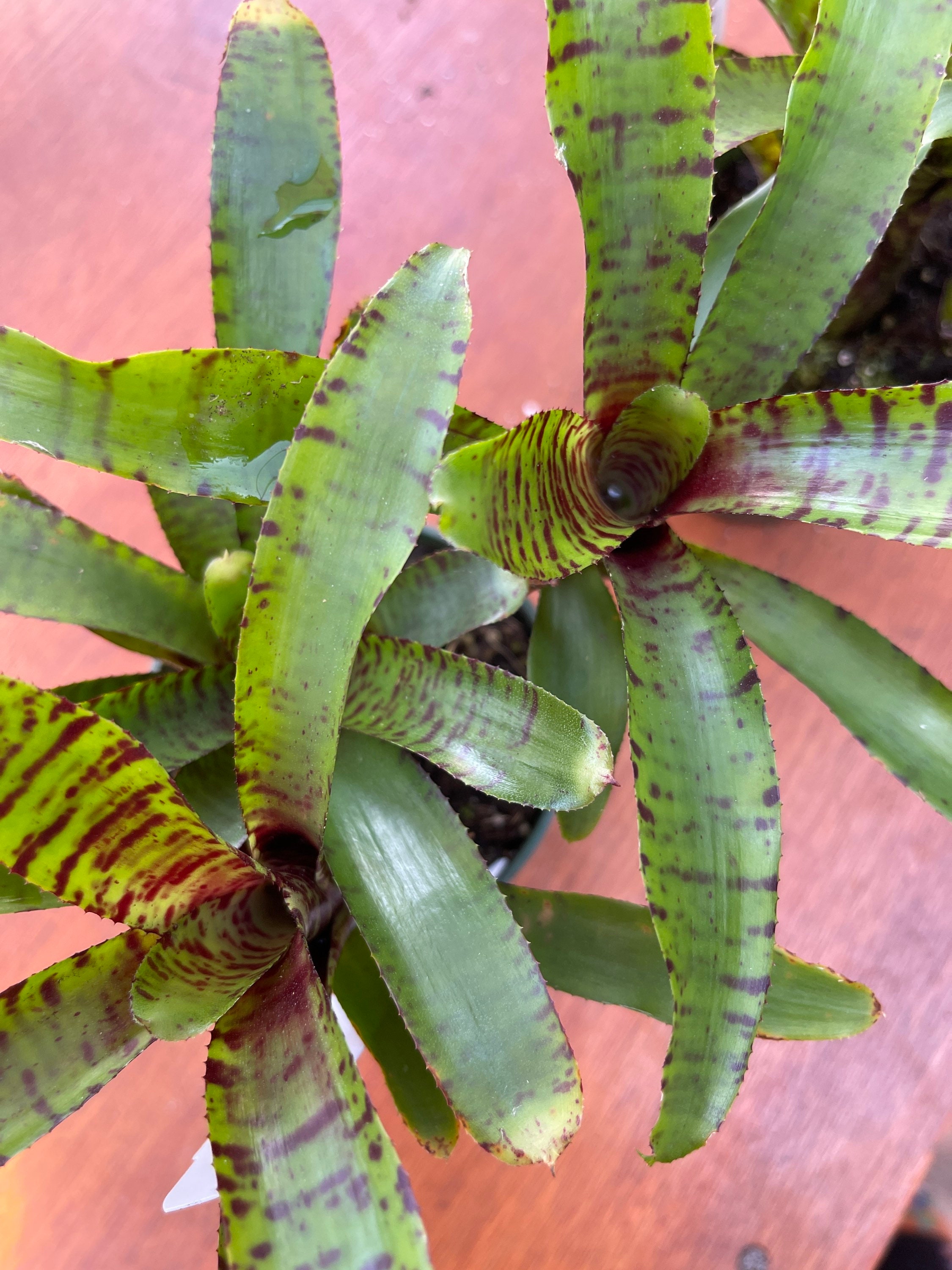 ampulacea Bromeliad live Neo 4 potted
