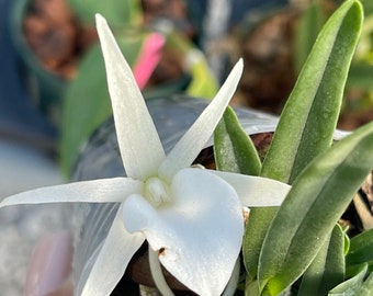 Orchid live Angraecum didieri