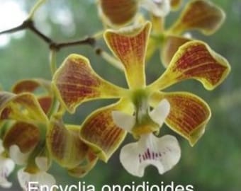 Orchid live Encyclia oncidioides - bare root