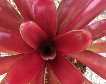 Bromeliad Neoregelia  FireBall - bare root