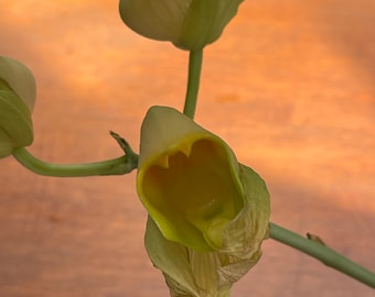 Orchid live Catasetum macroglossum - 6" potted