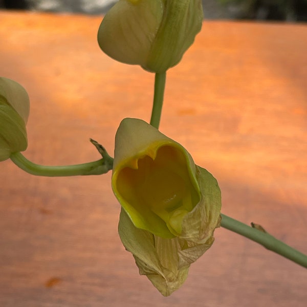 Orchid live Catasetum macroglossum - 6" potted