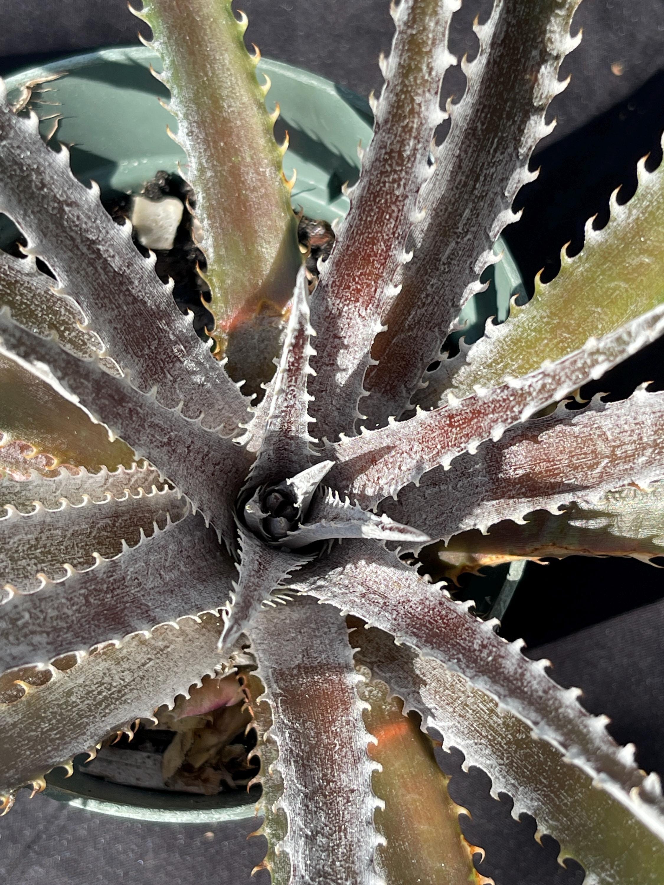 Dyckia Plants - Etsy