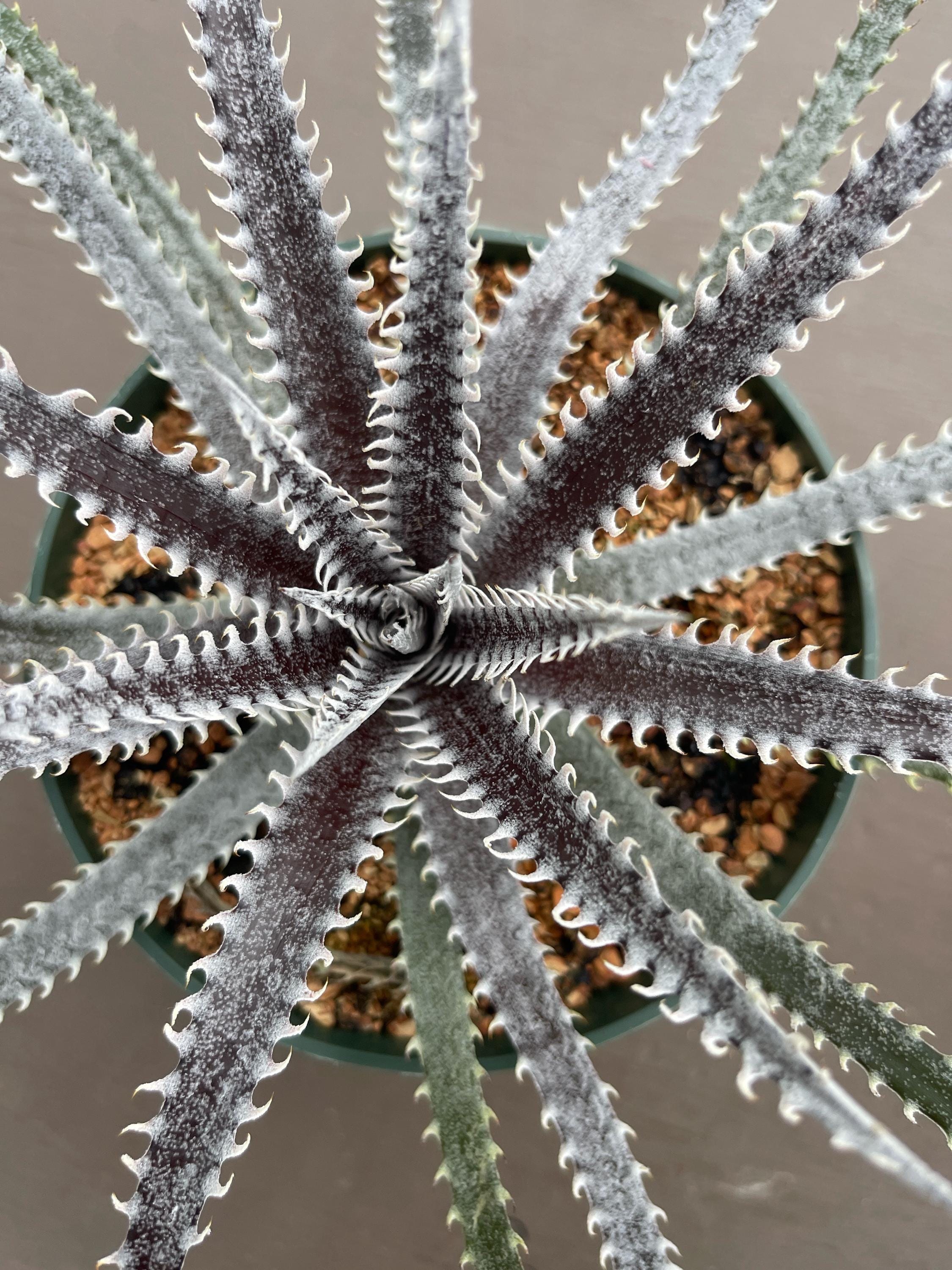 ディッキア Dyckia Code NW-36 Bill Baker ディッキア Dyckia Code NW