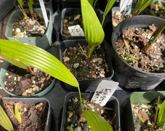 Palm tree Livistona Saribus - potted