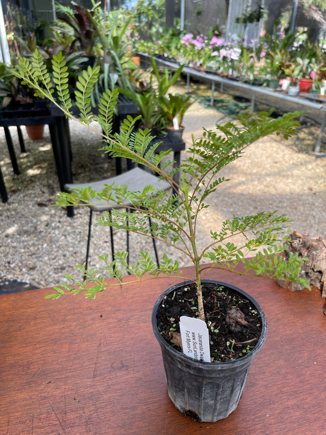 Plant Live Jacaranda Dwarf 4 Potted Etsy