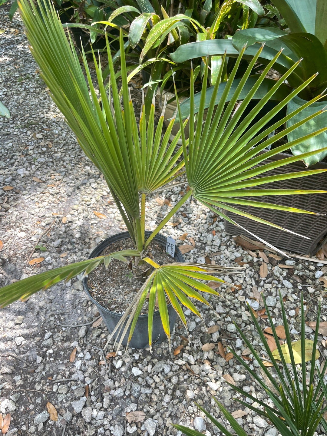 Palm Tree Copernicia Ekmanii 3 Gallon Etsy