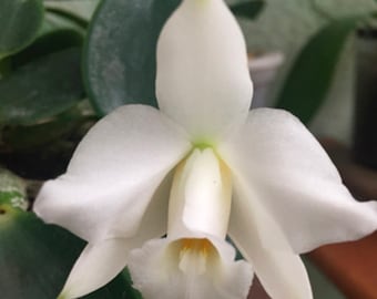 Orchid live Laelia  alaorii var. alba -  bare root