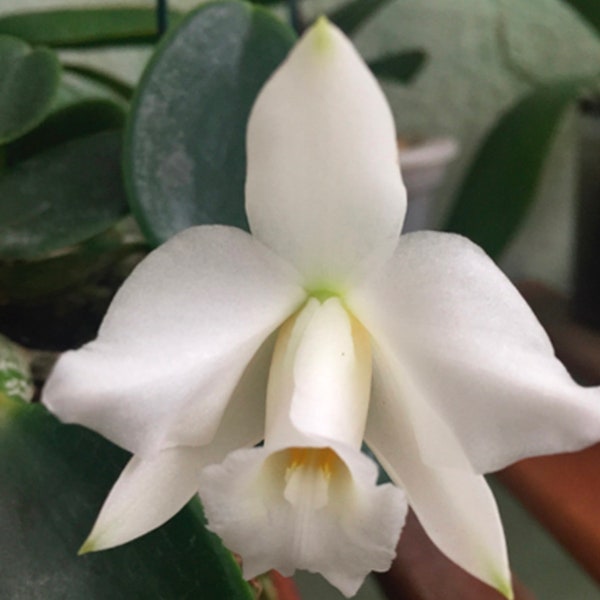 Orchid live Laelia  alaorii var. alba -  bare root