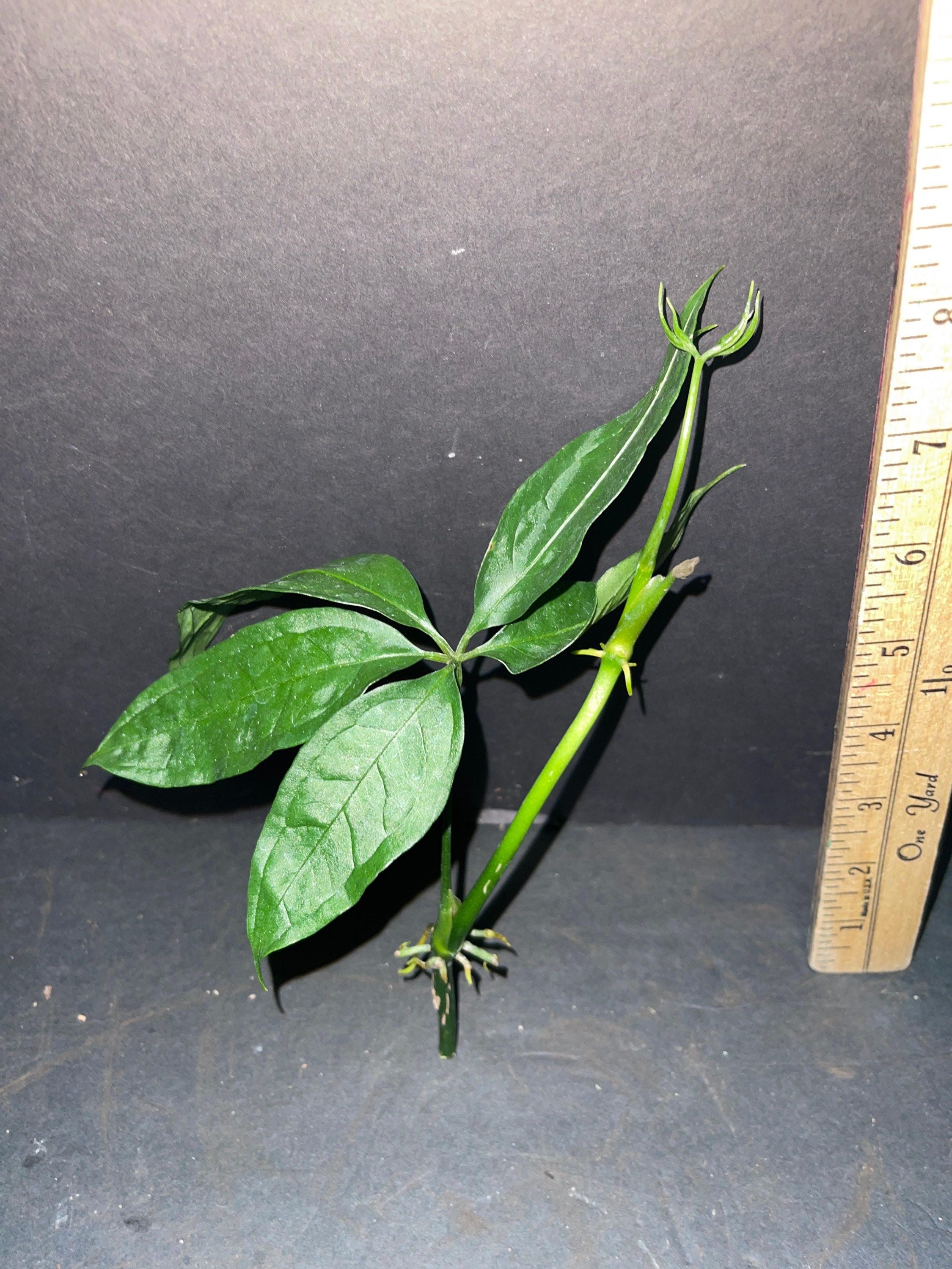 Aroid Live Plant Anthurium Kunthii - One Cutting - Etsy