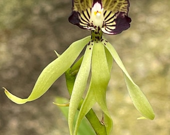 Orchid live Prosthechea cochleata - bare root