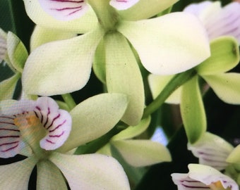 Orchid Encyclia radiata - potted