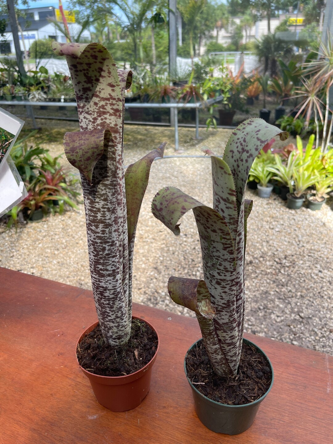 Bromeliad Live Quesnelia Marmorata tim Plowmann / Potted Etsy