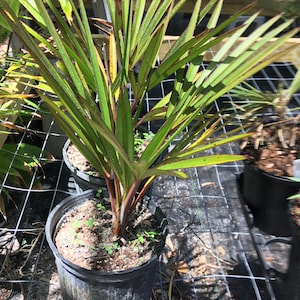 Palm tree seedling Red Latan - 3 gallon size