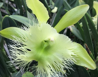 ORCHID PLANT Brassavola Digbyana - bare root