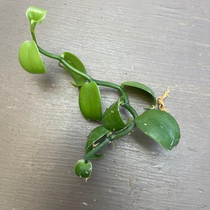 Orchid Vanilla species - cutting