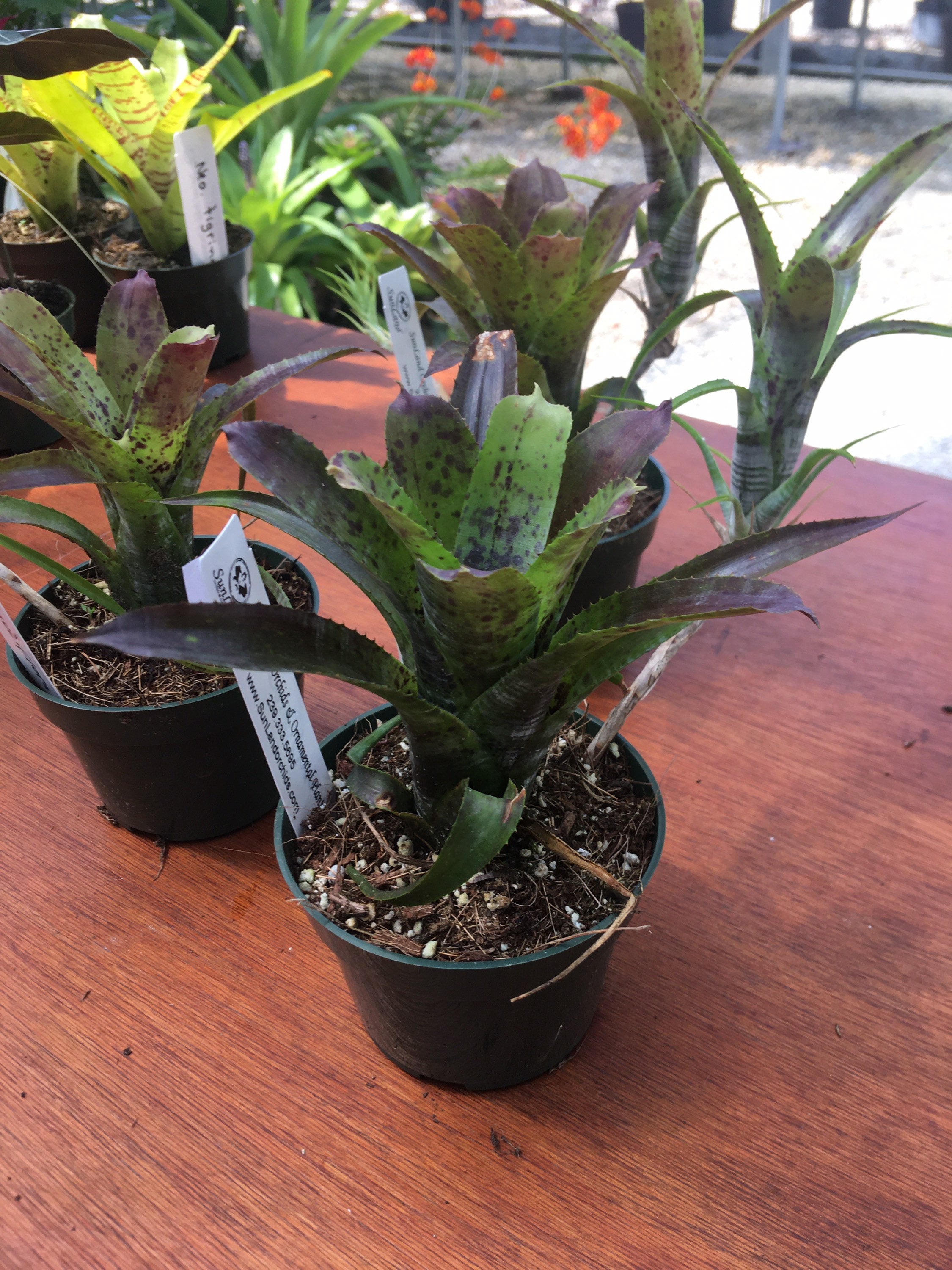 Bromeliad Plant Neoregelia Pauciflora 4 Pot Etsy