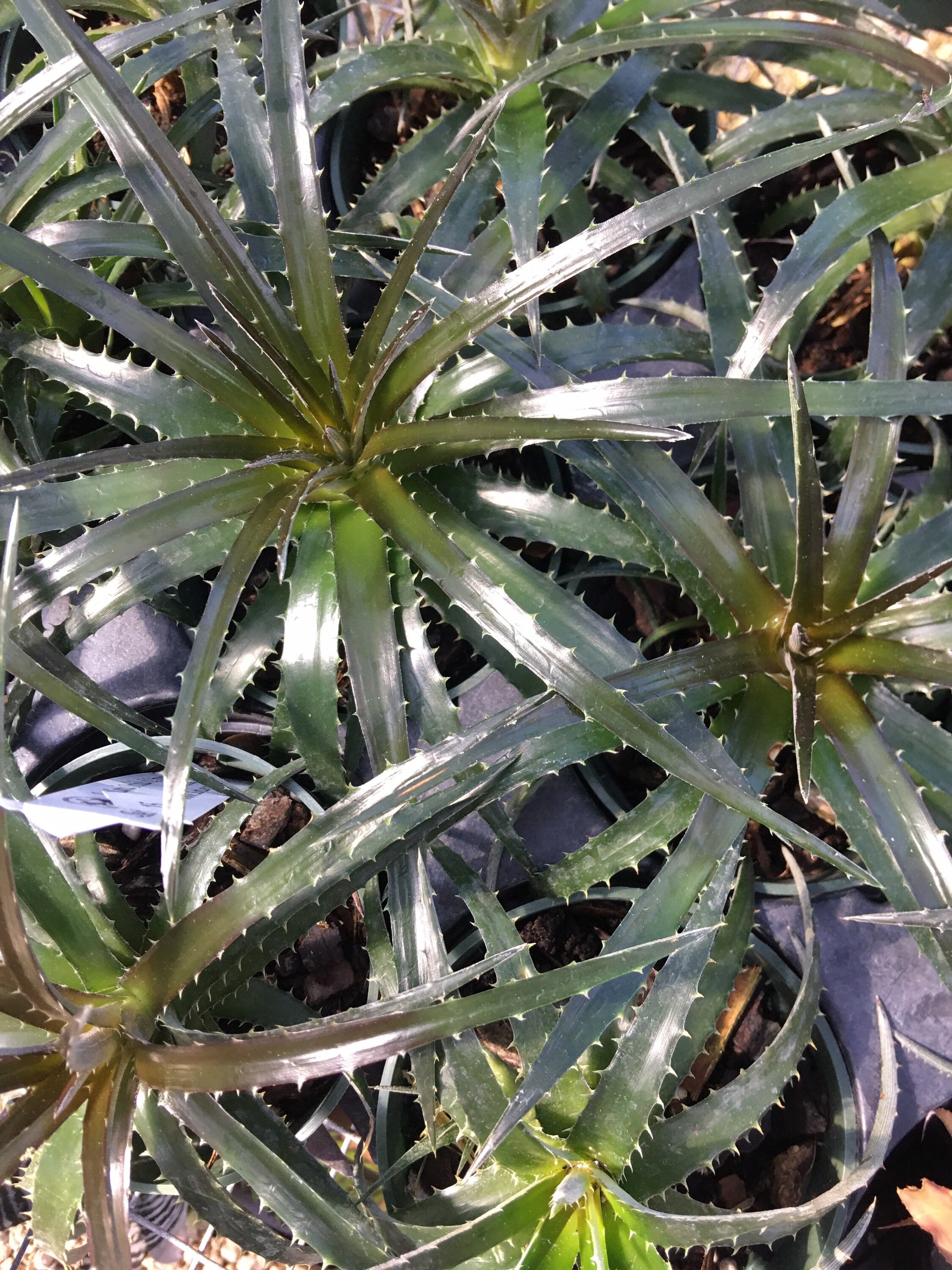 4 Mini Hanging Basket Grape Jelly Sawblade Dyckia Plant Succulent Bromeliad 4 Mini Hanging Basket Grape Jelly Sawblade Dyckia Plant Succulent Bromeliad
