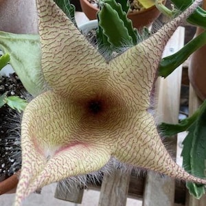 STAPELIA GIGANTEA STARFISH Carrion Flower Plant - Temps above 50 degs - Water when dry - Partial shade - 4" Pot!