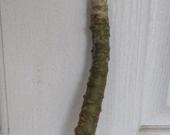 3 PLUMERIA CUTTINGS - Unknown Flower Colors - 11" Tall - Rooting Powder Included - Easy to Root!!