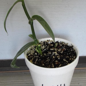 May include: A green plant with long, pointed leaves growing in a white plastic pot filled with dark potting soil. The pot features the handwritten text V44 in black ink on the front side. The plant has a single stem with several leaves.