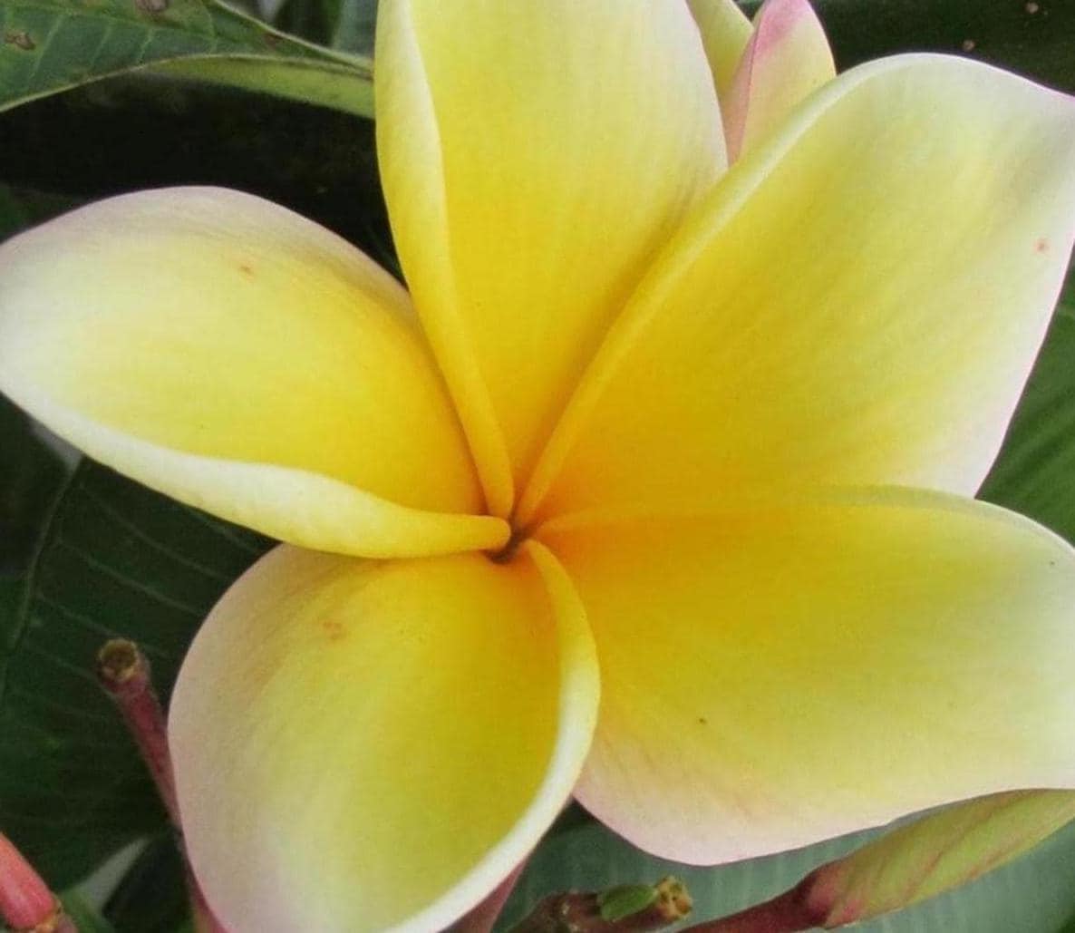 Yellow Plumeria - Etsy