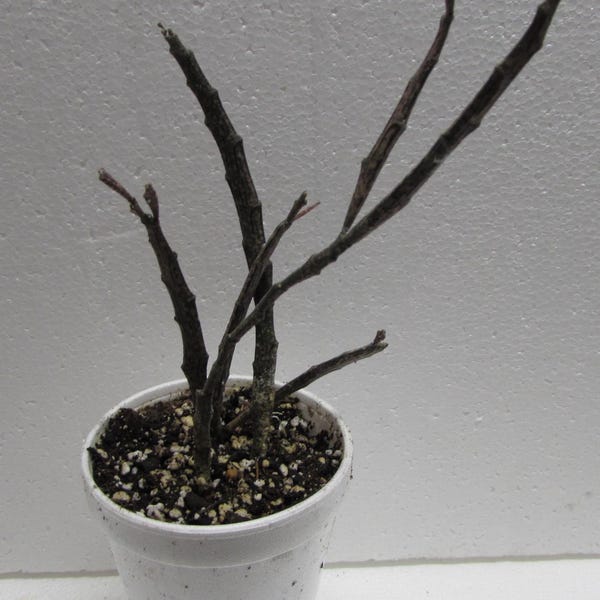 2 ROOTED EUPHORBIA PLATYCLADA Plants - Dead Stick Plant - Strange Tropical - Weird!!!!