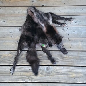 Black coyote pelt for sale clearance