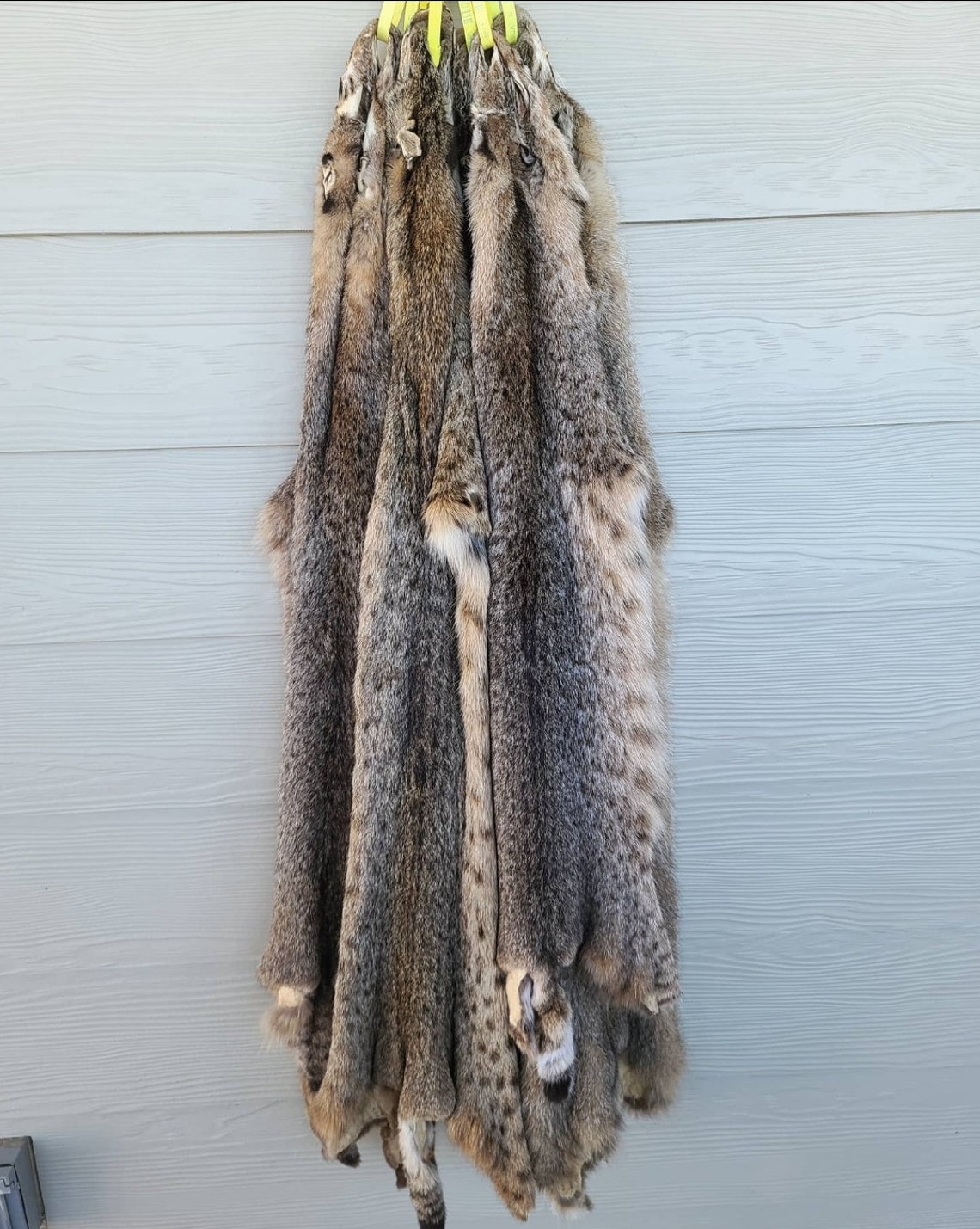 Bobcat pelt Etsy