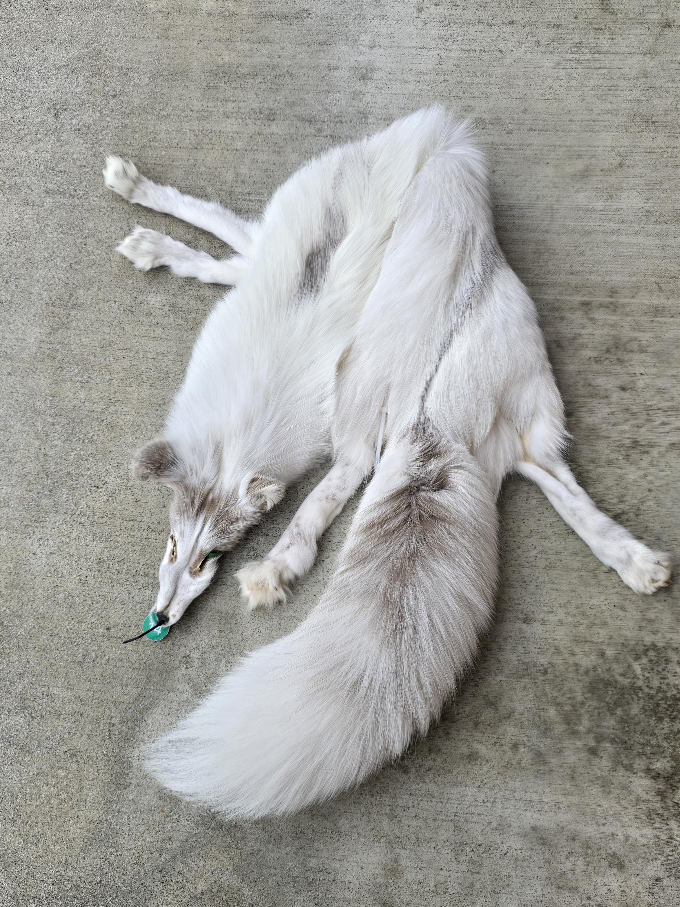 Fawn Marble Fox - Etsy