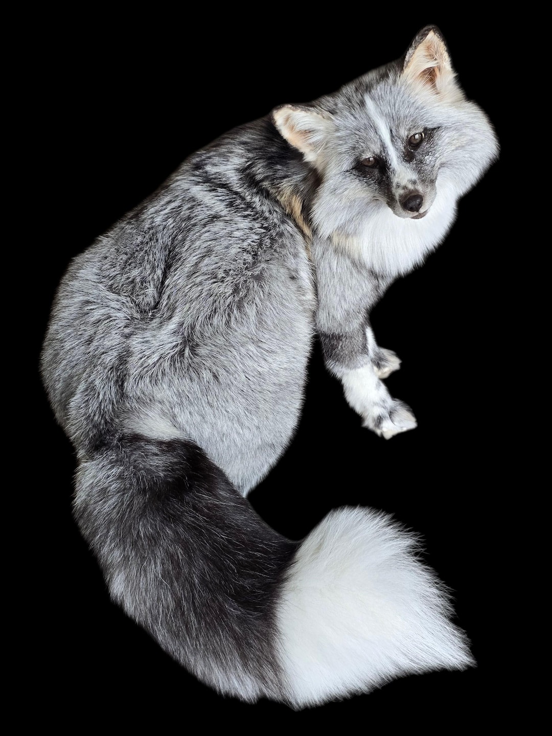 Platinum Cross Fox Softmount Etsy platinum-cross-fox-softmount-etsy