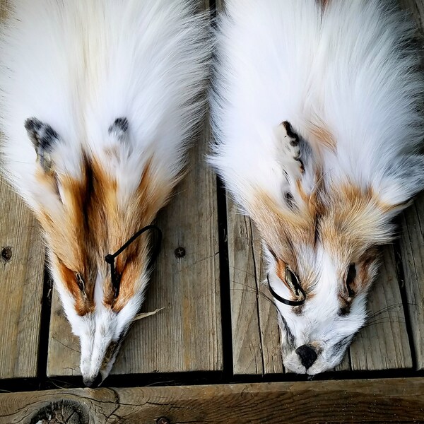 Sun Glow fox pelts