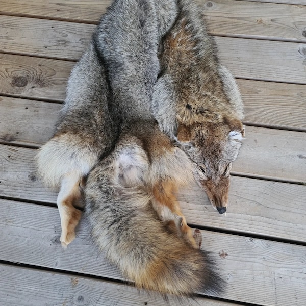 Coyote Pelt Etsy