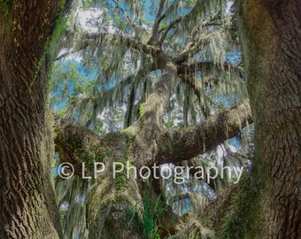 May include: A low angle view of a large oak tree with Spanish moss hanging from its branches. The tree is very old and has a thick trunk. The moss is a light green color and is hanging down in long strands. The sky is visible through the branches of the tree.