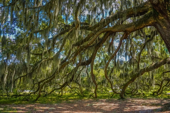 Old Oak Trees