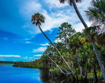 Bulow Creek StatePark Florida