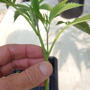 Clone Rooting Gel 8 Ounce